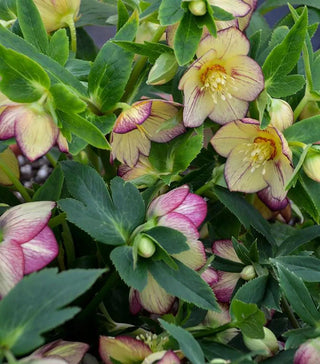  || https://assets.gardeners.com/transform/d695bef8-9a6f-458b-bdc4-2eb2c6d2d0d2/8615250_02V