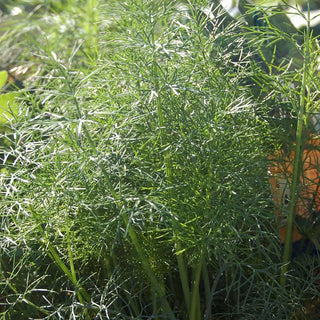  || https://assets.gardeners.com/transform/124b3e4f-e6aa-4788-9802-391e0b846d51/8615251_01V