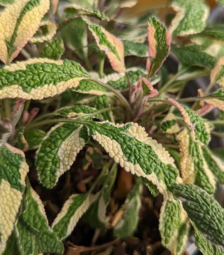  || https://assets.gardeners.com/transform/3992ebb6-a175-4055-943a-bb57645449cb/8615252_01V
