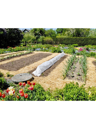  || https://assets.gardeners.com/transform/4b2adbdc-d134-43e0-a69d-b6f3d64df6de/8615326_06V