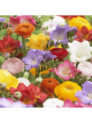  || https://assets.gardeners.com/transform/a52a56df-fb70-4863-a93d-3893c0366f73/8615352_02V