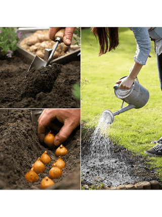  || https://assets.gardeners.com/transform/cb6a1695-8a0d-4275-9b0d-80f793f6e6db/8615352_03V