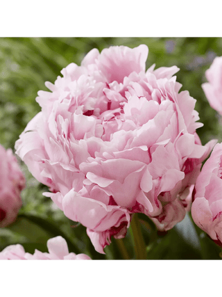  || https://assets.gardeners.com/transform/78422c6b-c9dc-47fb-921a-0186b33effb4/8615362_02V