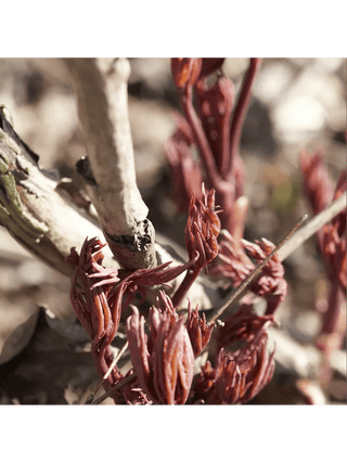  || https://assets.gardeners.com/transform/8f0fc84a-98f6-4118-87a9-013dbb0027fb/8615362_03V