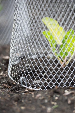 Seedling Cloche, Set of 10