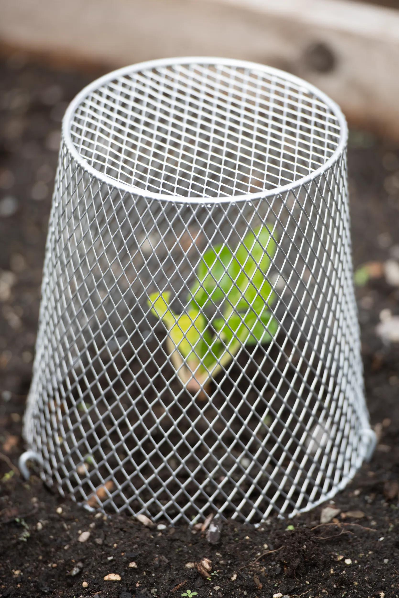 nether star seeds garden cloche Seedling Cloche, Set of 10