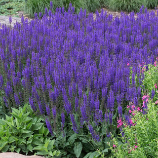  || https://assets.gardeners.com/transform/7ad4bfc4-8760-41fd-8a0e-23d34f52afc7/8615465_V1