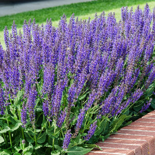  || https://assets.gardeners.com/transform/fce49f70-412f-47f2-8cf2-ef8454b9dcd2/8615465_V2