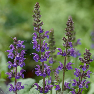  || https://assets.gardeners.com/transform/59fd1cb4-f88a-49fd-a99f-9599eacc6181/8615465_V3