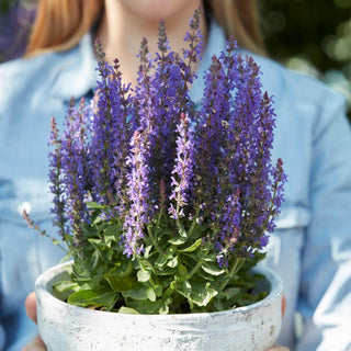  || https://assets.gardeners.com/transform/161d1e44-ee43-46d1-91d0-18af0d5df59f/8615465_V4