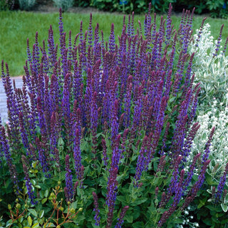  || https://assets.gardeners.com/transform/48da9cf8-8566-4298-9c38-829532c87e82/8615465_V5