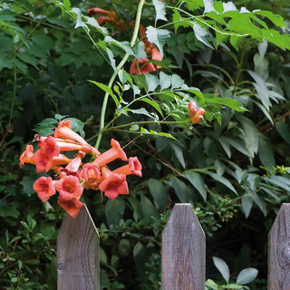  || https://assets.gardeners.com/transform/f113bec9-25d4-4667-bb13-ba7cf26d7cfe/8615468_V1