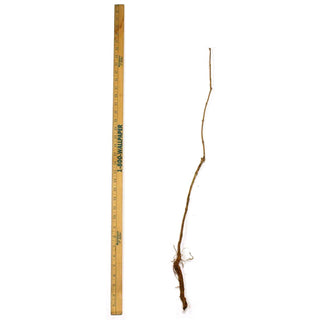  || https://assets.gardeners.com/transform/d6e941a8-9bcc-485b-bc09-6936b961e4c0/8615468_V2