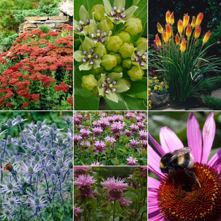  || https://assets.gardeners.com/transform/67d75575-b95e-416c-adcd-09837adb58b1/8615475_V2