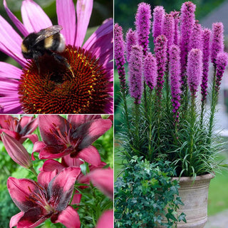  || https://assets.gardeners.com/transform/f7089bdf-0d46-4413-ac39-85449163b9c9/8615476_V1