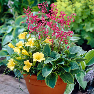  || https://assets.gardeners.com/transform/14ceff99-e2d4-4c7c-a256-b25b419517b1/8615477_V1