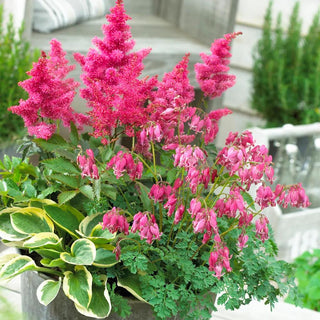  || https://assets.gardeners.com/transform/0eff906e-cdca-4d1c-9add-facf8ec9ab07/8615478_V1