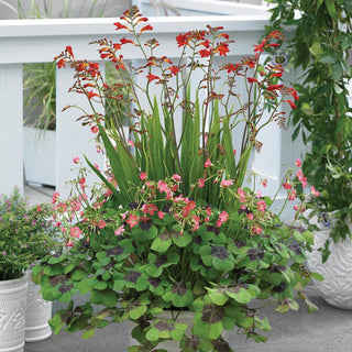  || https://assets.gardeners.com/transform/ada1f871-a786-4349-a723-b943a04f0a93/8615479_V1