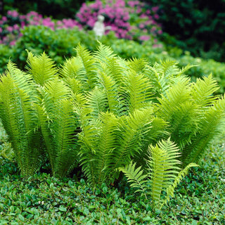  || https://assets.gardeners.com/transform/75ae7dd9-13c5-4c60-8365-9cc3f720d101/8615481_V1