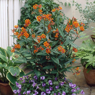  || https://assets.gardeners.com/transform/7f68cf81-b16e-4da5-b685-6053ca56a67e/8615482_V1