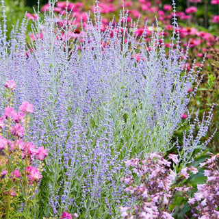  || https://assets.gardeners.com/transform/73048994-e86b-486d-8eaa-cec4b06e320a/8615493_V1