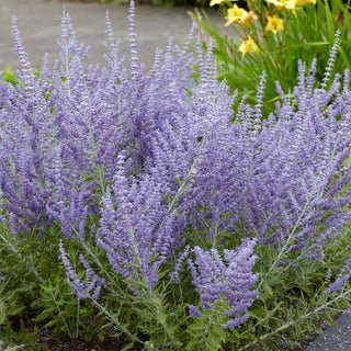  || https://assets.gardeners.com/transform/4efa0997-e7ff-4eb5-a456-4d11ae5487a3/8615493_V2