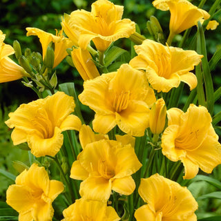  || https://assets.gardeners.com/transform/f34d94e5-a974-48fe-8f1c-7a90998b3780/8615500_V3