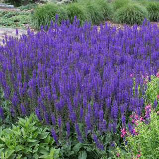  || https://assets.gardeners.com/transform/ed119bc8-d915-4e8b-bb14-2b779f8d8da1/8615500_V5