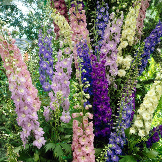 || https://assets.gardeners.com/transform/345e9556-d65e-42f4-b444-3b62560a9578/8615502_V2