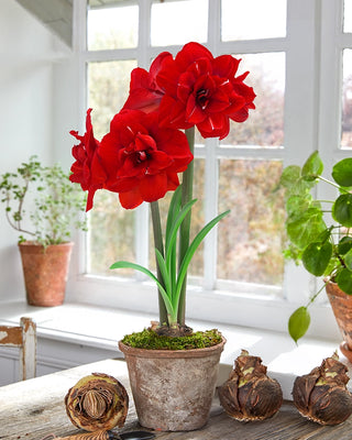 Premium Amaryllis Bulbs
