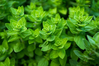  || https://assets.gardeners.com/transform/1b74620f-8a76-424a-b68e-9293ff9be804/AdobeStock_109532581