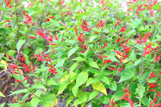 || https://assets.gardeners.com/transform/6b512f33-0ebf-427b-9700-3fcd8d46e5db/AdobeStock_125471981