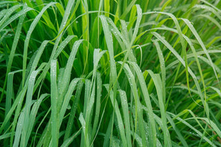  || https://assets.gardeners.com/transform/61b257de-23ea-4a9d-b562-4fa9ebfc4b65/AdobeStock_265983928