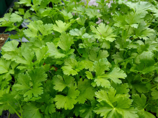  || https://assets.gardeners.com/transform/225cf687-c2be-41a5-b492-15f9ba643bac/AdobeStock_347866021