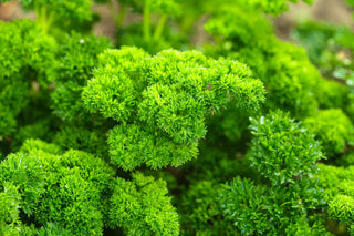  || https://assets.gardeners.com/transform/d6d6ea55-5f99-4a58-acd0-9c8176889503/AdobeStock_42793004