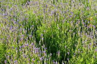  || https://assets.gardeners.com/transform/924bc0e3-93da-4e0a-a314-78a005d73615/AdobeStock_496062911