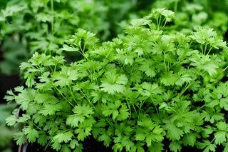  || https://assets.gardeners.com/transform/2ce7cc5b-e8f7-4c05-b6d5-08955faffd03/AdobeStock_530528296