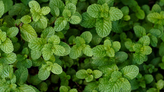  || https://assets.gardeners.com/transform/c2e15cae-0bba-493b-a850-4c3a2cfad97d/AdobeStock_573588199