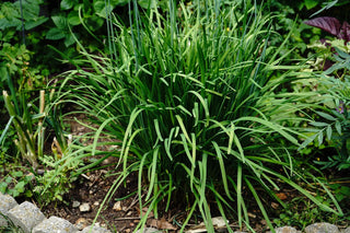  || https://assets.gardeners.com/transform/dc04fcab-1074-4a05-ae8b-1a327d55f23c/AdobeStock_627332391