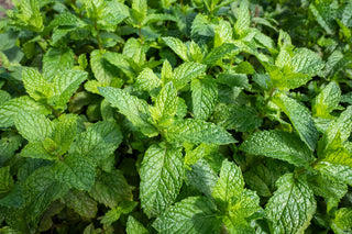  || https://assets.gardeners.com/transform/40b8705e-94f1-4751-be1a-9964e5f0892e/AdobeStock_669578447