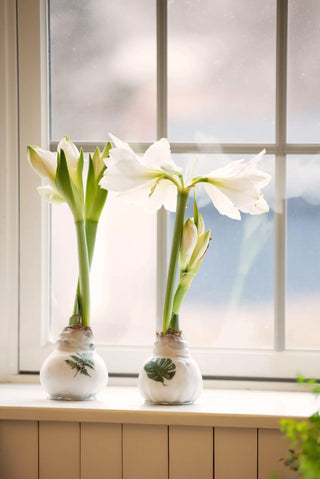 Printed Leaf Waxed Amaryllis (Set of 3)