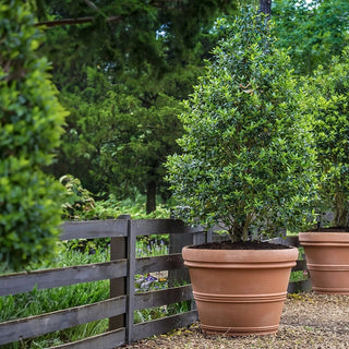 Brunello Planters