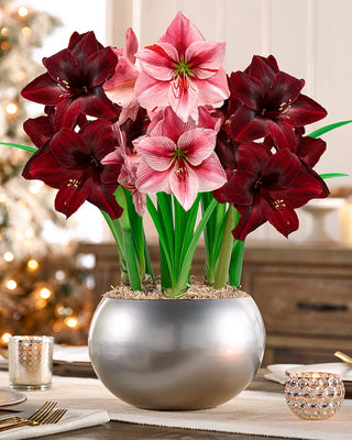 Silver Bells Amaryllis Trio