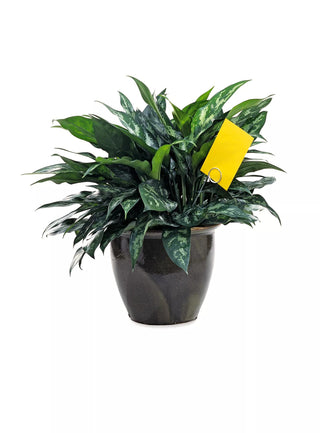  || https://assets.gardeners.com/transform/32b07a9e-18f5-45e5-b6db-3f74f5fa784a/GS05244_01Z-tif