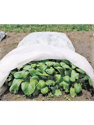 || https://assets.gardeners.com/transform/77cf93d6-3ec9-4add-8aef-9cfdc47fbe09/GS09130_2_3-4