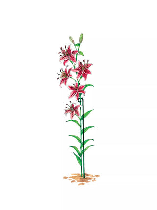  || https://assets.gardeners.com/transform/f825c8d9-da2a-41b3-a58c-80c4b605d085/GS14318_03S