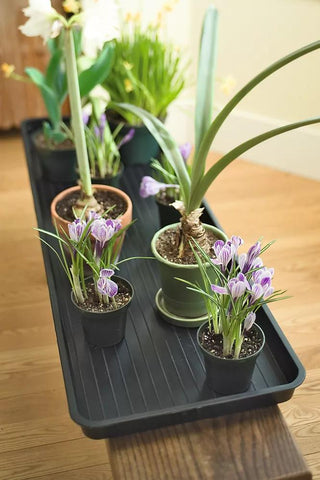  || https://assets.gardeners.com/transform/fdce4c52-1d8e-4fa2-8d71-f4deb07d296d/GS31286_14-tif
