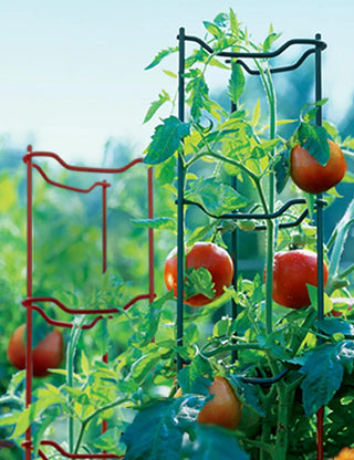  || https://assets.gardeners.com/transform/56f36cb8-5408-4dd1-9a32-260a09461eec/GS34140_001E-tif