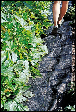  || https://assets.gardeners.com/transform/97bf4f22-3633-4875-b026-29123ab1b33e/GS34312_01-tif