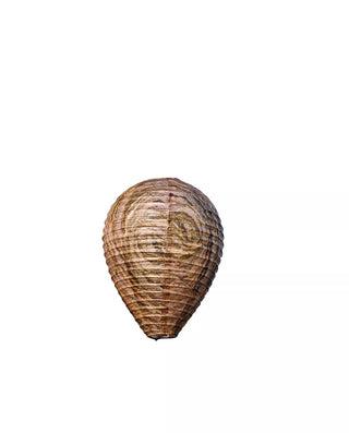  || https://assets.gardeners.com/transform/e838e625-f6b0-406d-9375-80b573e95c39/GS36561_02Z-tif